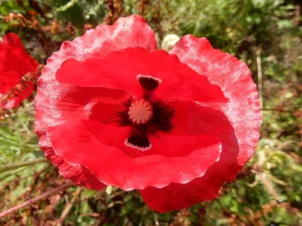 Klatschmohn Mohn Blütenblätter geschnitten Bio-Qualität zum Räuchern